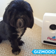 Illustration for article titled This Little Black Dog Isnt Impressed By The Petzi Treat Cam